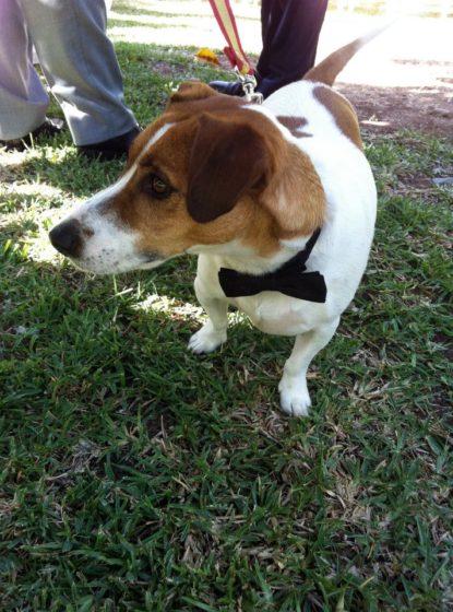 Pets at weddings