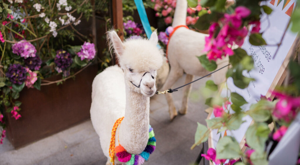 Llama at a wedding Lllama at a wedding
